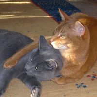 RACCS breeds cuddled up together, Russian Blue and Sorrel Abyssinian